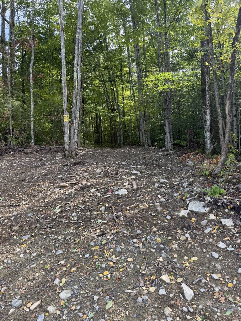 Gravel track leading into tall hardwood forest at Juniper Ridge on Blenheim Hill, Schoharie County, in early September 2026, with the first yellow leaves on the ground