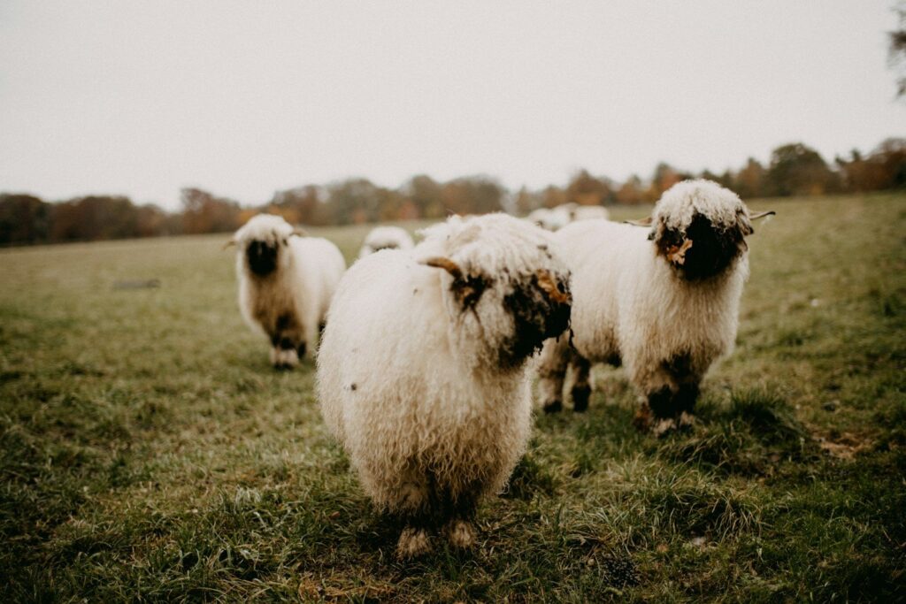Woolly white sheep with dark faces grazing in a green pasture, autumn trees behind