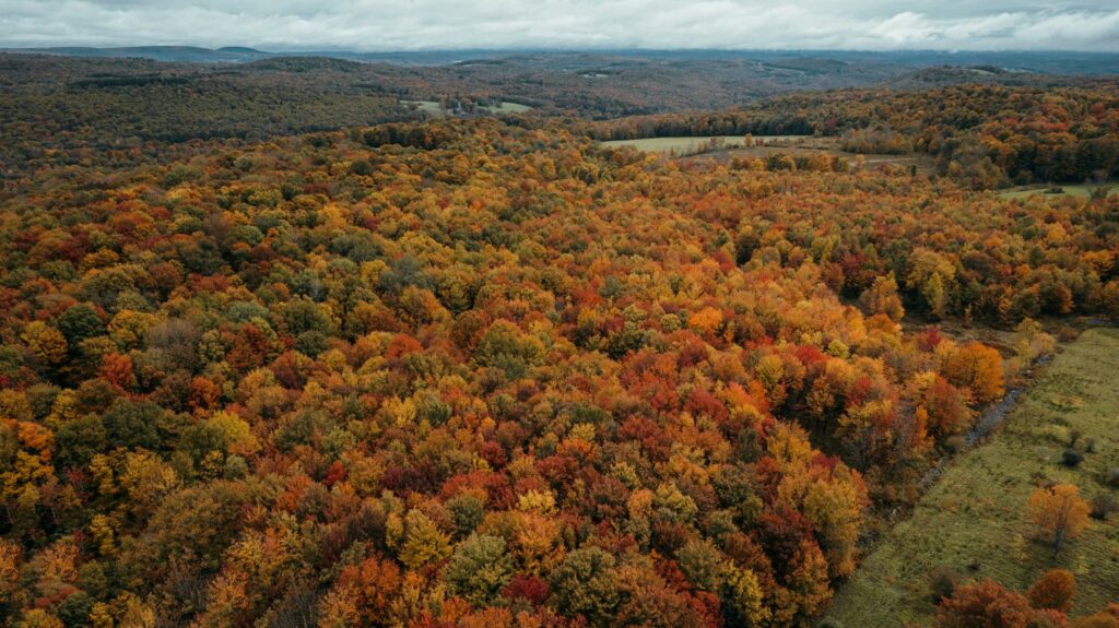 Aerial view of a hardwood forest in red, orange and yellow fall color beside a green field