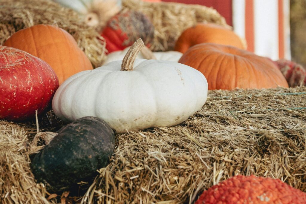 Pumpkins and white and red gourds stacked on hay bales beside a red barn